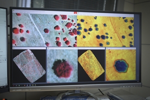 Un consorcio liderado por el IAS-CSIC desarrollar&aacute; un sistema automatizado de alerta temprana de mortalidad de pinares y encinares